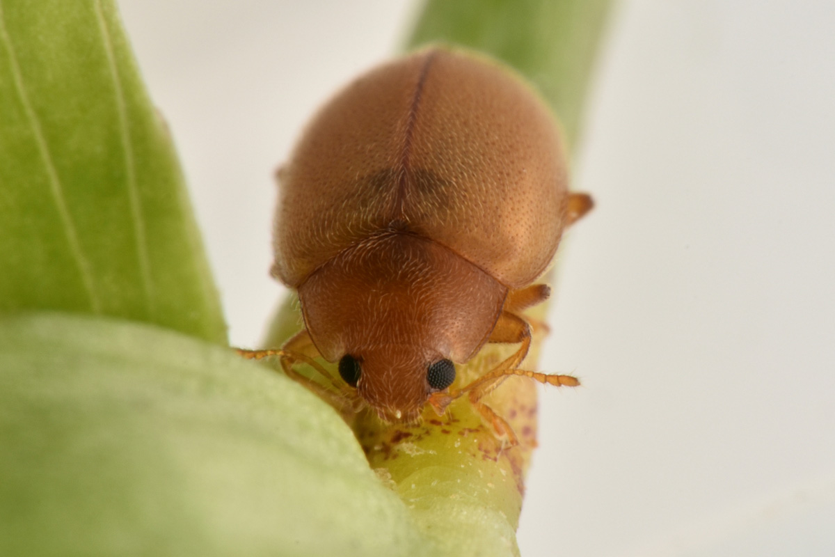 Coccinellidae: Rhyzobius litura